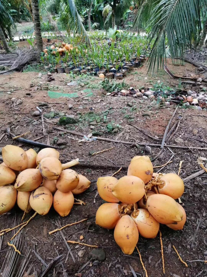 正宗海南椰子金椰孕妇水果欢迎老板合作可大量现货供应