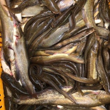 鄱阳湖野生鲶鱼