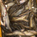 鄱阳湖野生鲶鱼
