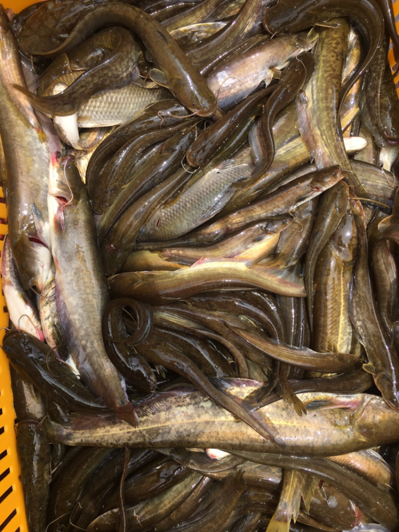 鄱阳湖野生鲶鱼