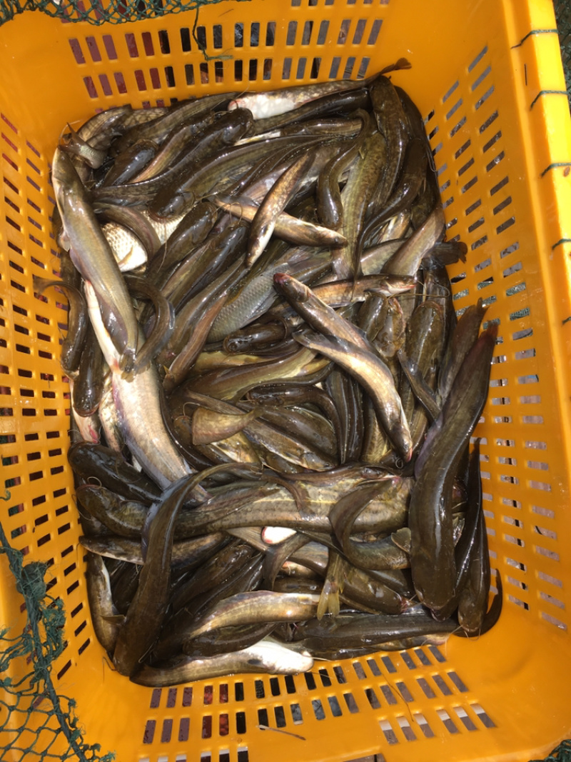 鄱阳湖野生鲶鱼