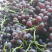 葡萄🍇🍇🍇🍇🍇玫瑰香香甜可口口感不错葡萄🍇