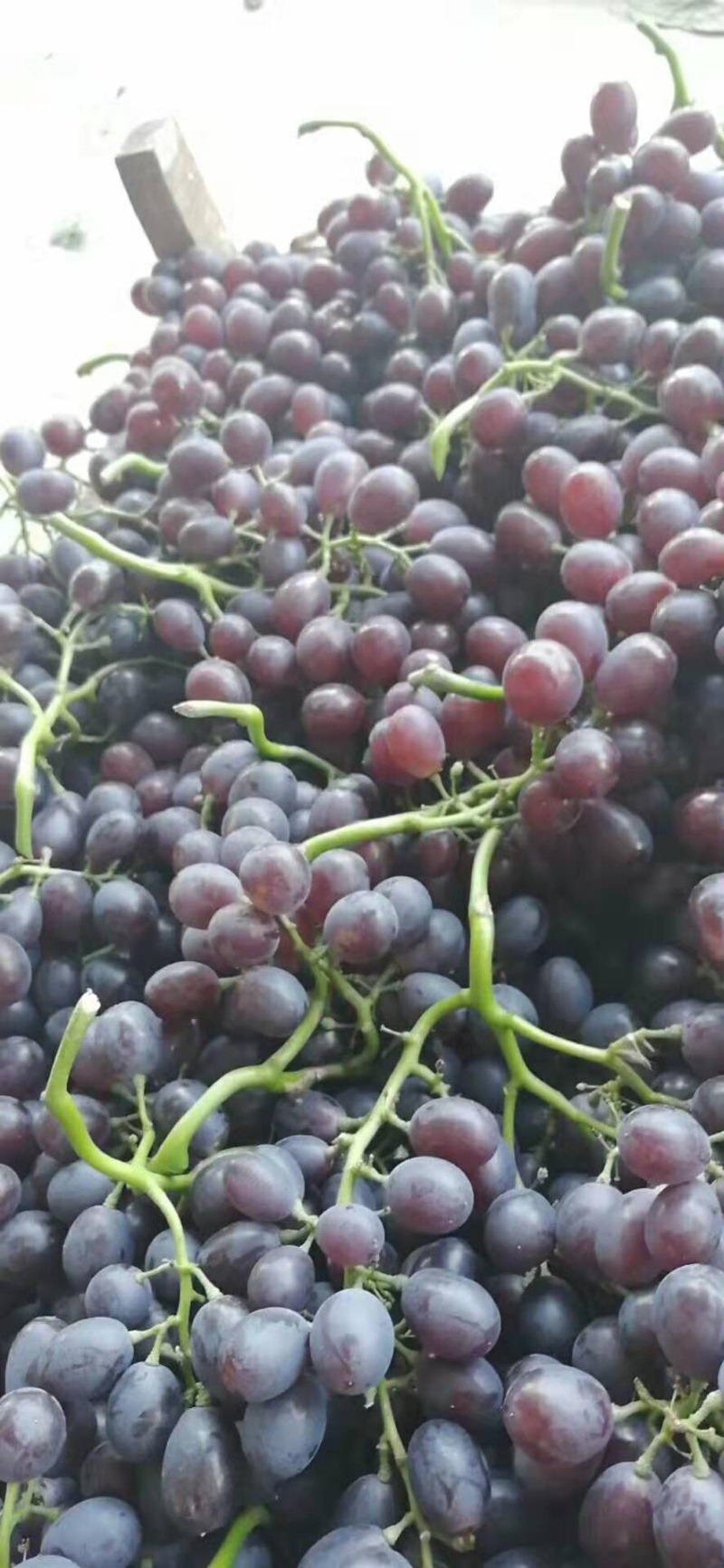 葡萄🍇🍇🍇🍇🍇玫瑰香香甜可口口感不错葡萄🍇