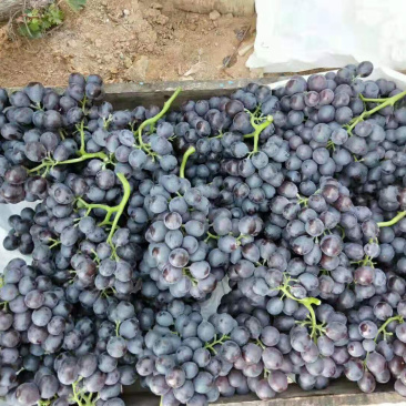 葡萄🍇🍇🍇🍇🍇玫瑰香香甜可口口感不错葡萄🍇