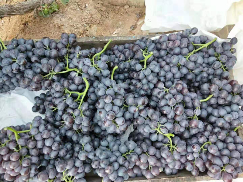 葡萄🍇🍇🍇🍇🍇玫瑰香香甜可口口感不错葡萄🍇