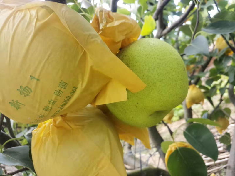 雪花梨