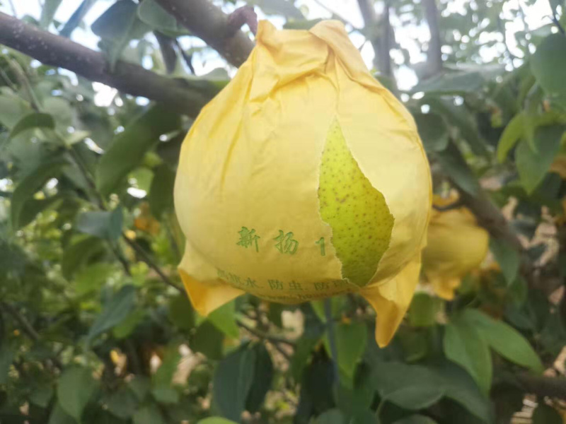 雪花梨