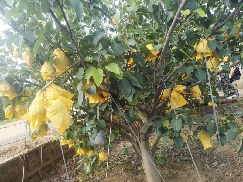 雪花梨