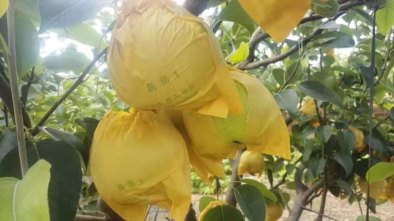 雪花梨高原红土地口感好