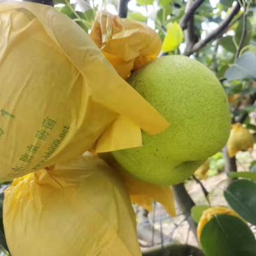 雪花梨高原红土地口感好