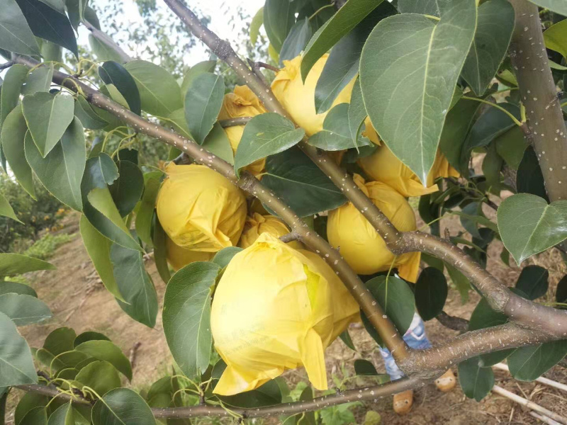 雪花梨高原红土地口感好