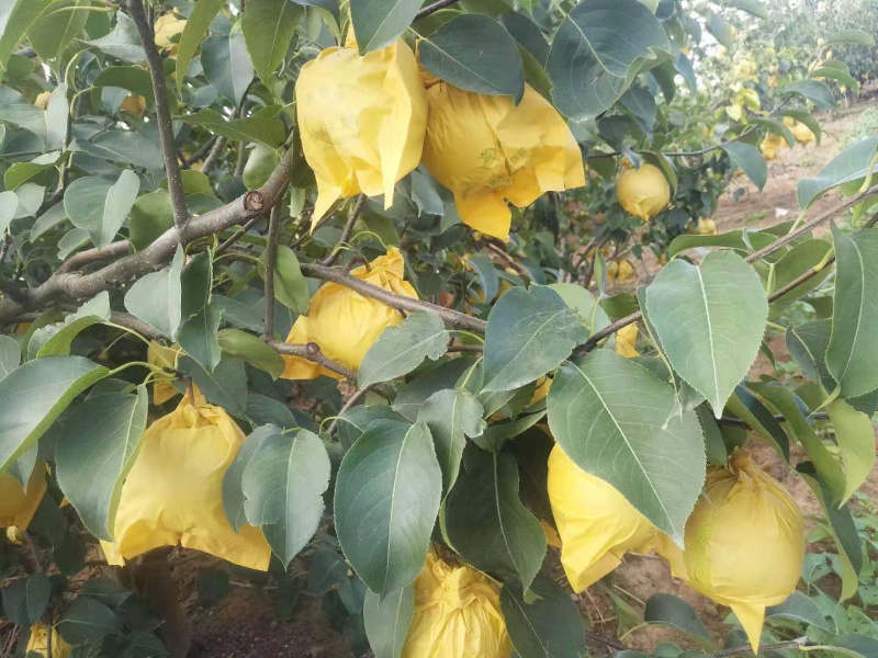 雪花梨高原红土地口感好