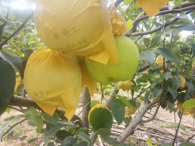 雪花梨高原红土地口感好