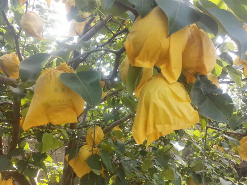 雪花梨高原红土地口感好