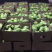 香蕉梨（贵妃梨）400~450g纸袋