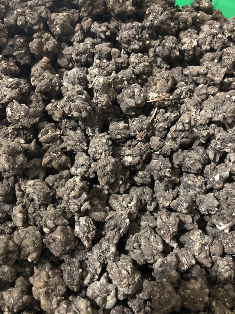 【舜波中药材】猫爪草量大从优