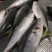 一等货黄金鲅黄狮鱼鲅鱼，鰤鱼，量大优惠