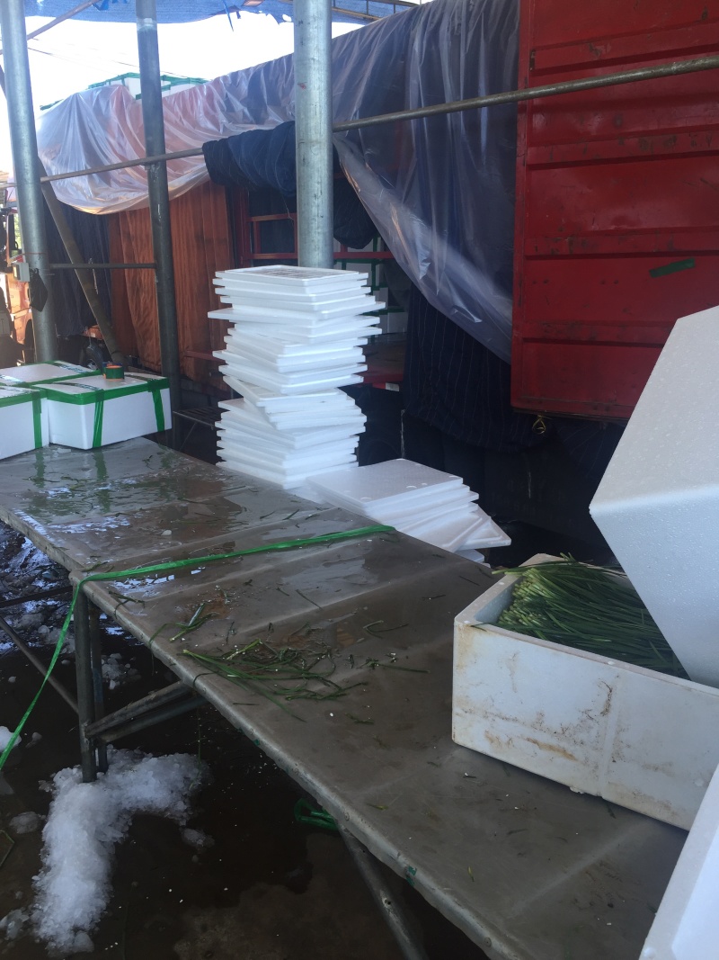 广东徐闻大量优质，精品韭菜常年供应质量保证欢迎实地考察