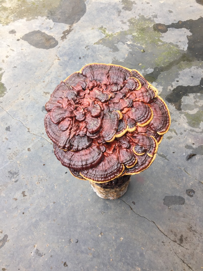 大灵芝特大观赏药用赤灵芝，产地湖南，价格实惠