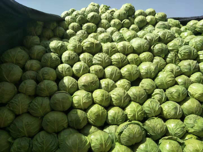 圆白菜
