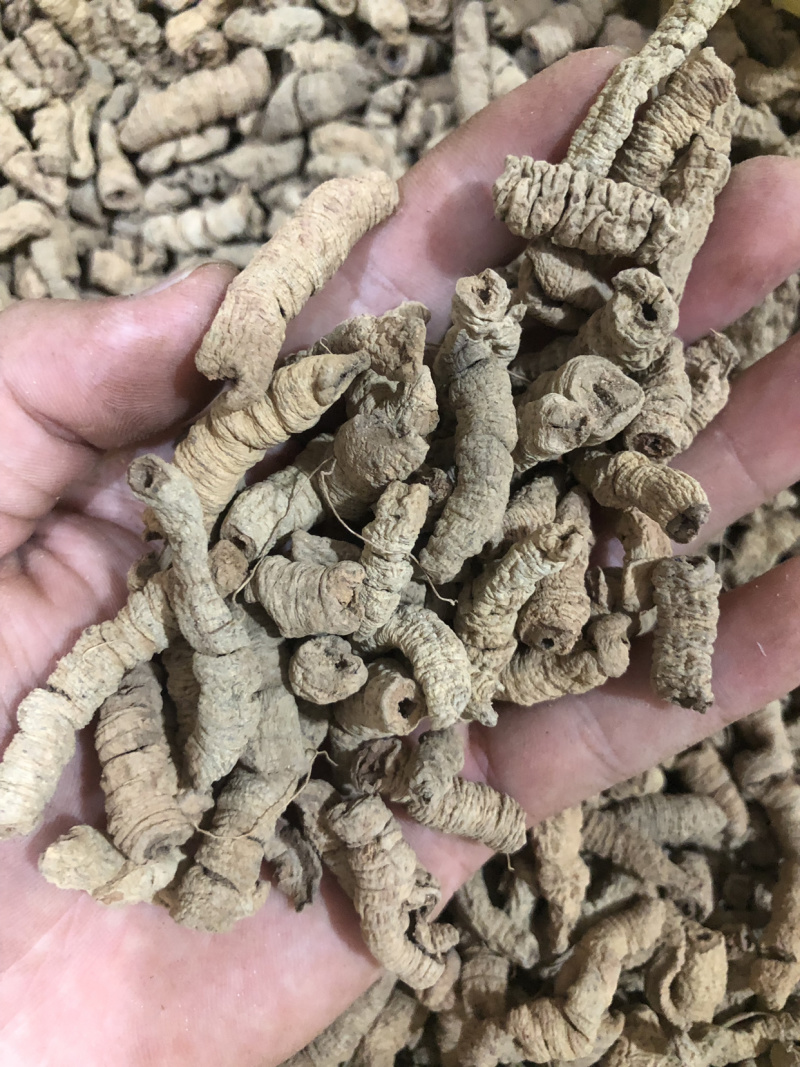 【巴戟天】巴戟天量大从优产地直供物美价廉