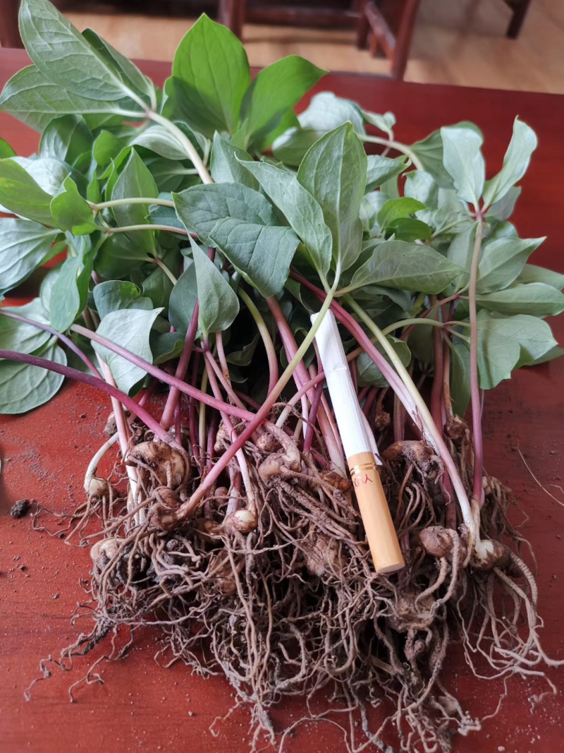 云南滇重楼三年小苗，规格最小保证烟头到中拇指左右