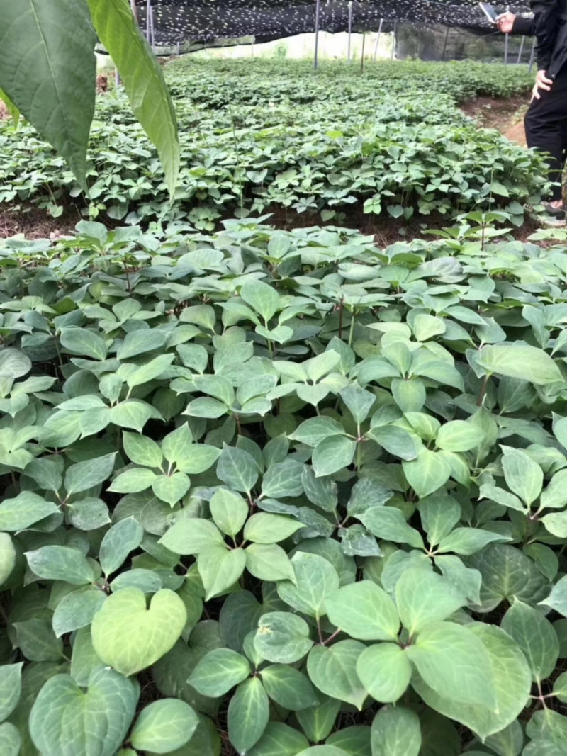 云南滇重楼三年小苗，规格最小保证烟头到中拇指左右