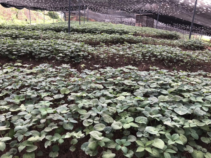 云南滇重楼三年小苗，规格最小保证烟头到中拇指左右
