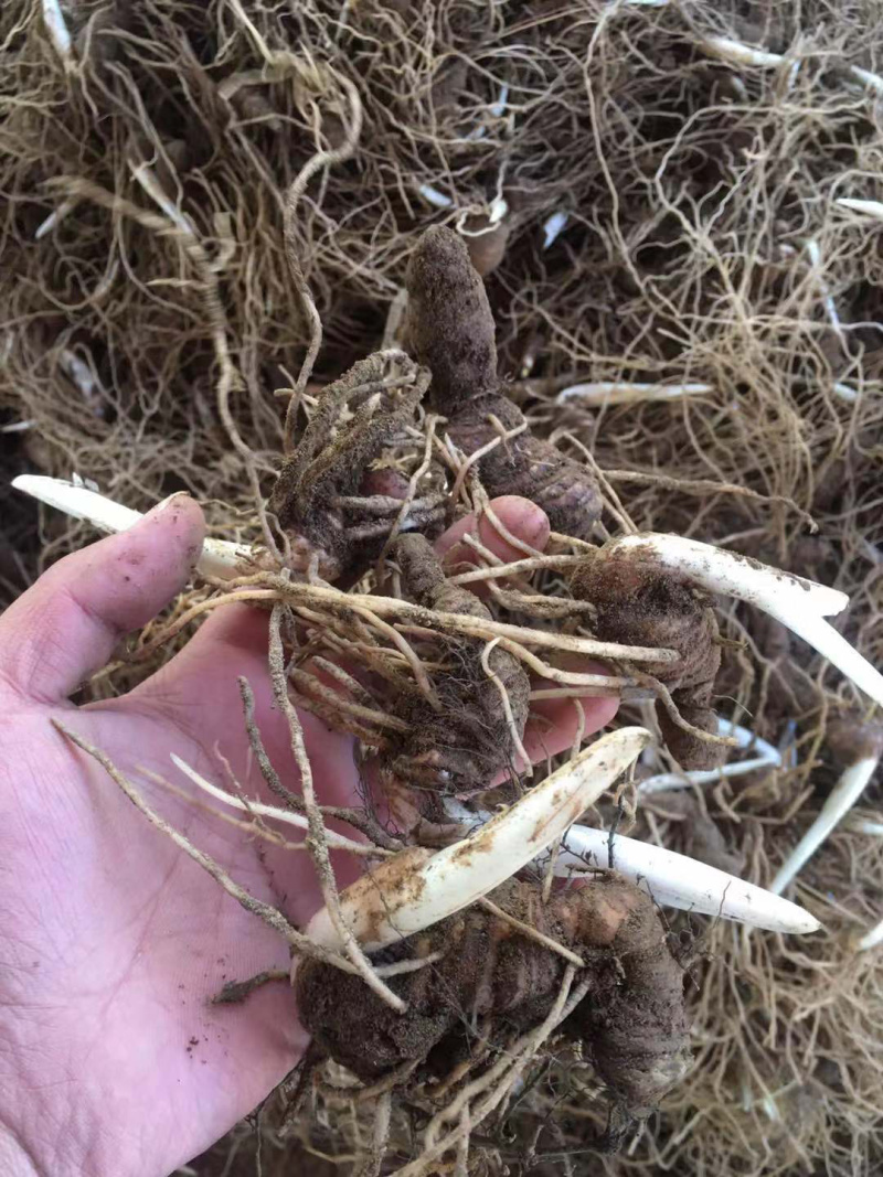 云南滇重楼茎三到五年苗块茎