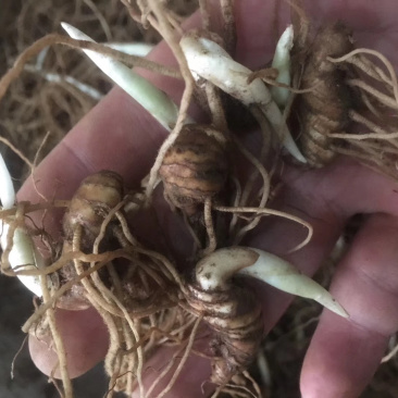 云南滇重楼茎三到五年苗块茎