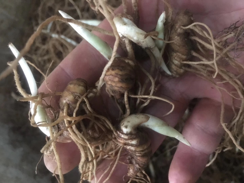 云南滇重楼茎三到五年苗块茎