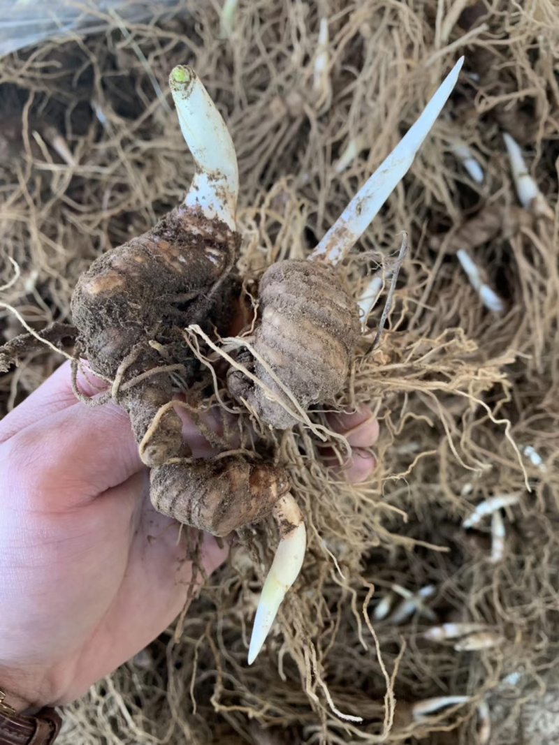 云南滇重楼茎三到五年苗块茎