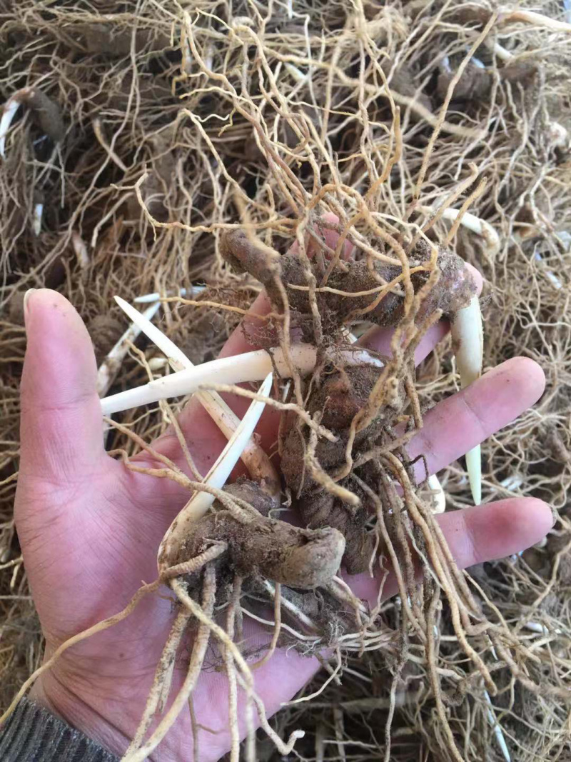 云南滇重楼茎三到五年苗块茎