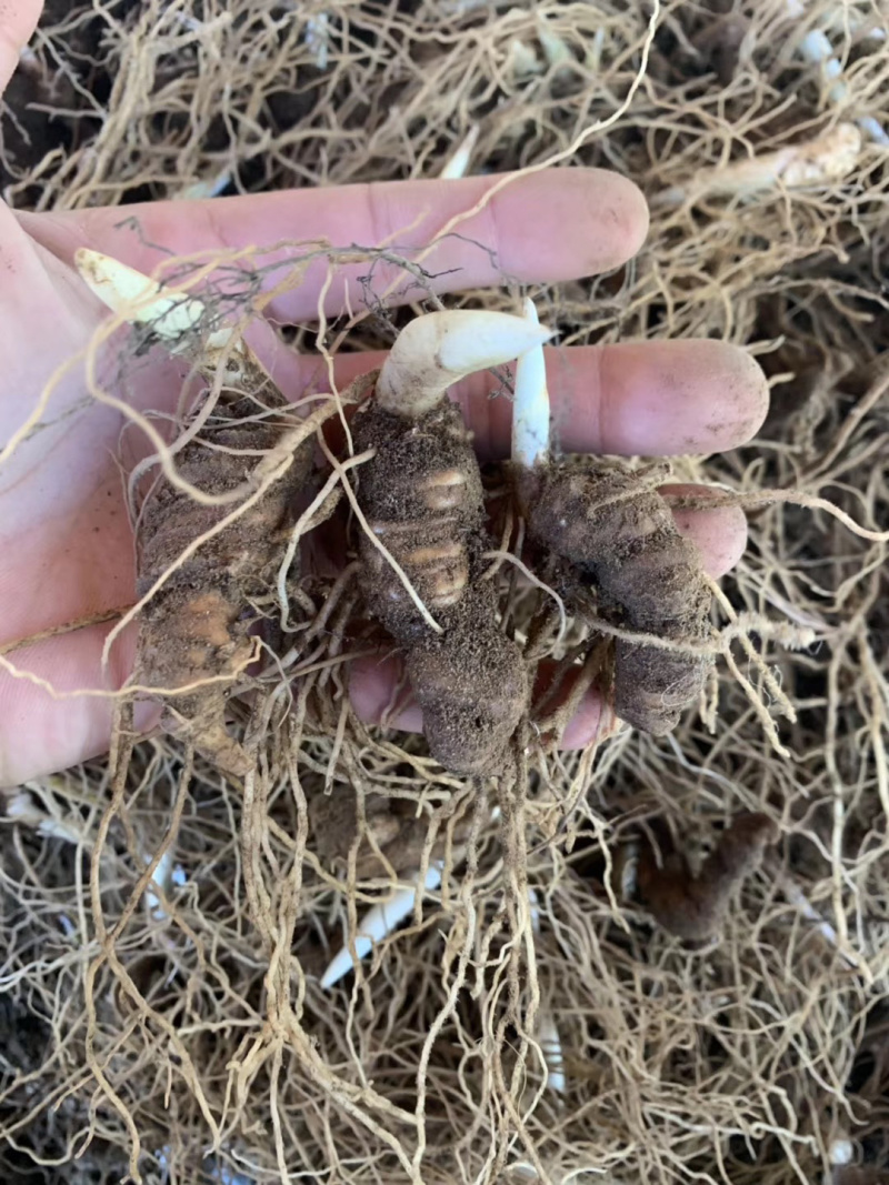 云南滇重楼茎三到五年苗块茎