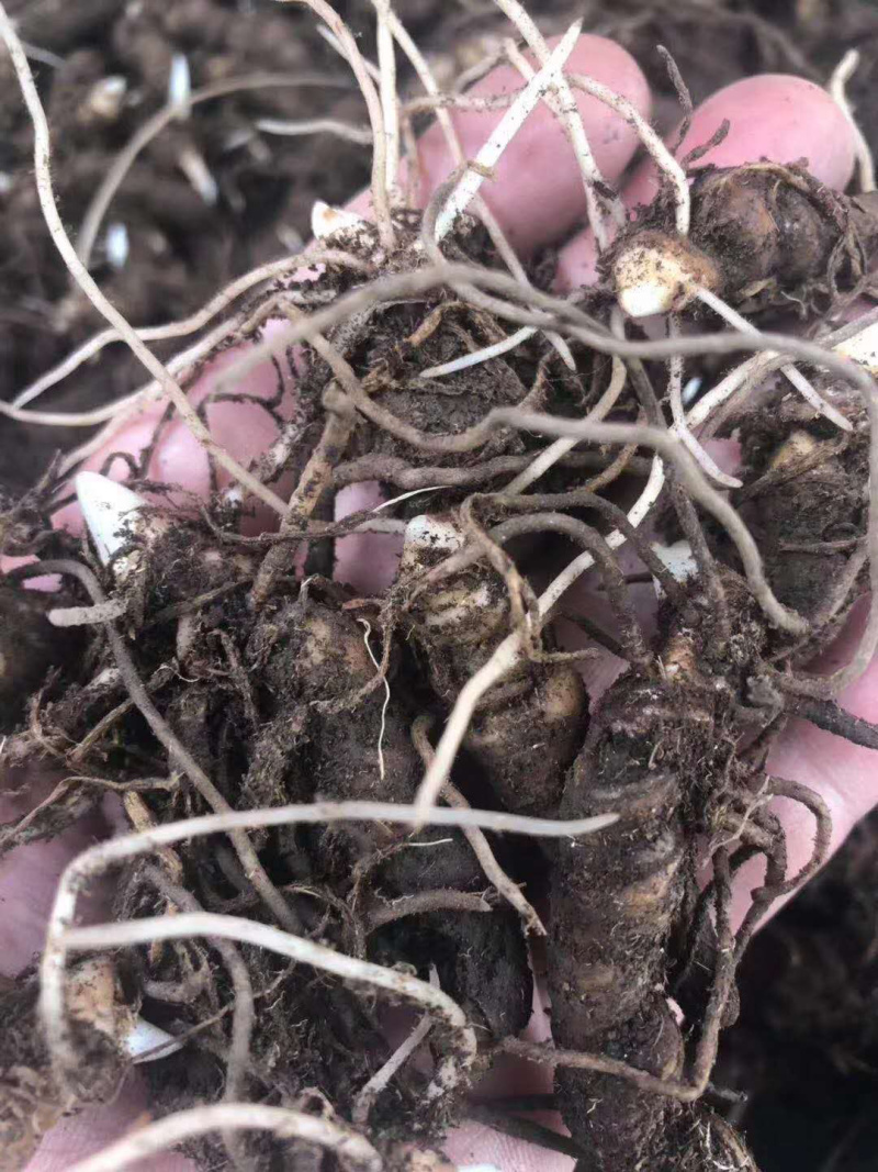 云南滇重楼茎三到五年苗块茎