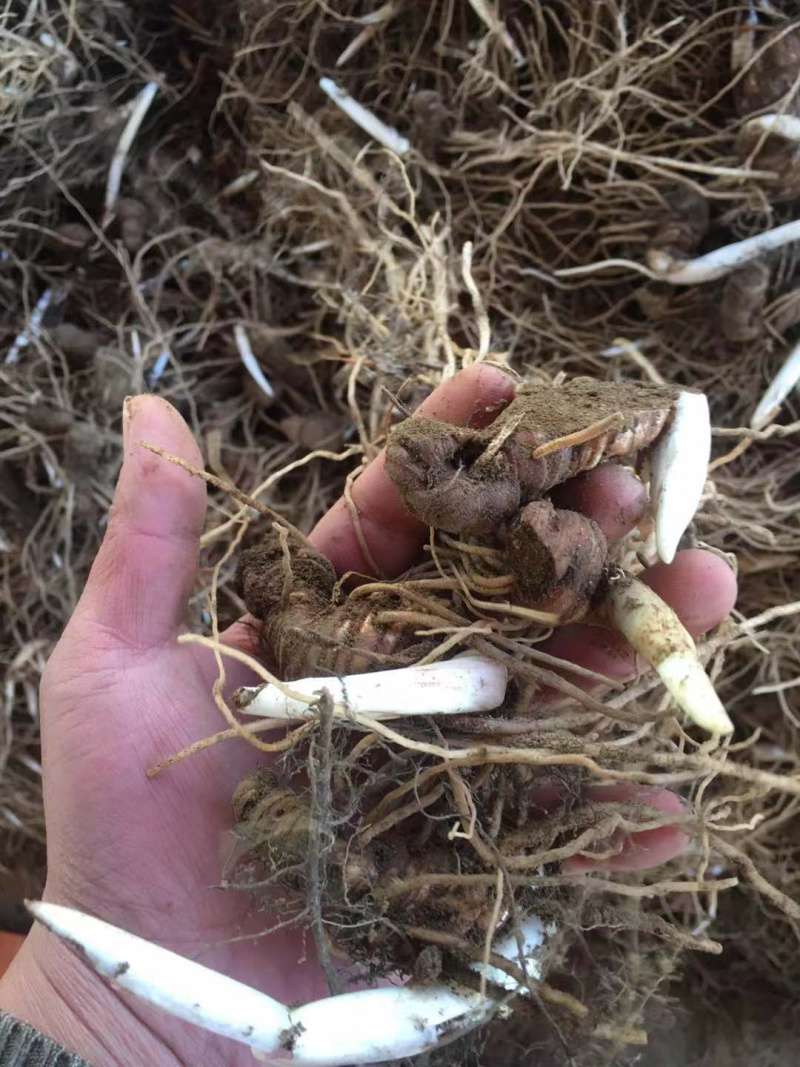 云南滇重楼茎三到五年苗块茎