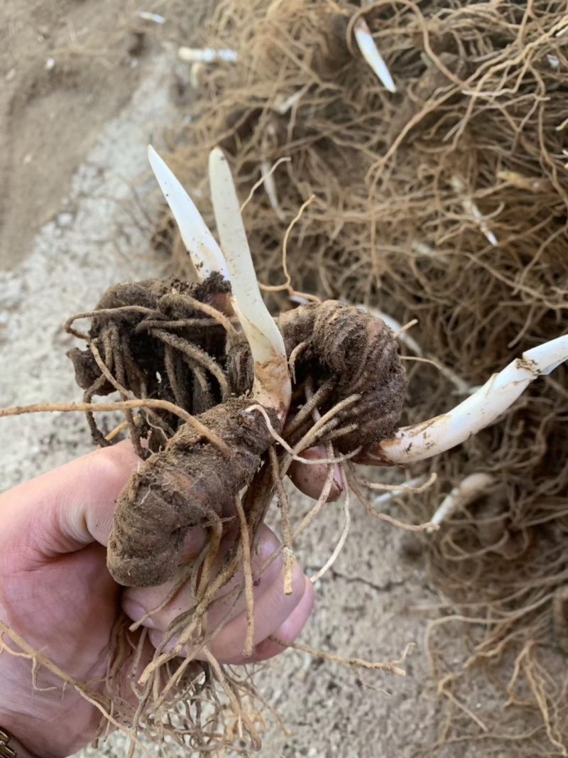 云南滇重楼茎三到五年苗块茎