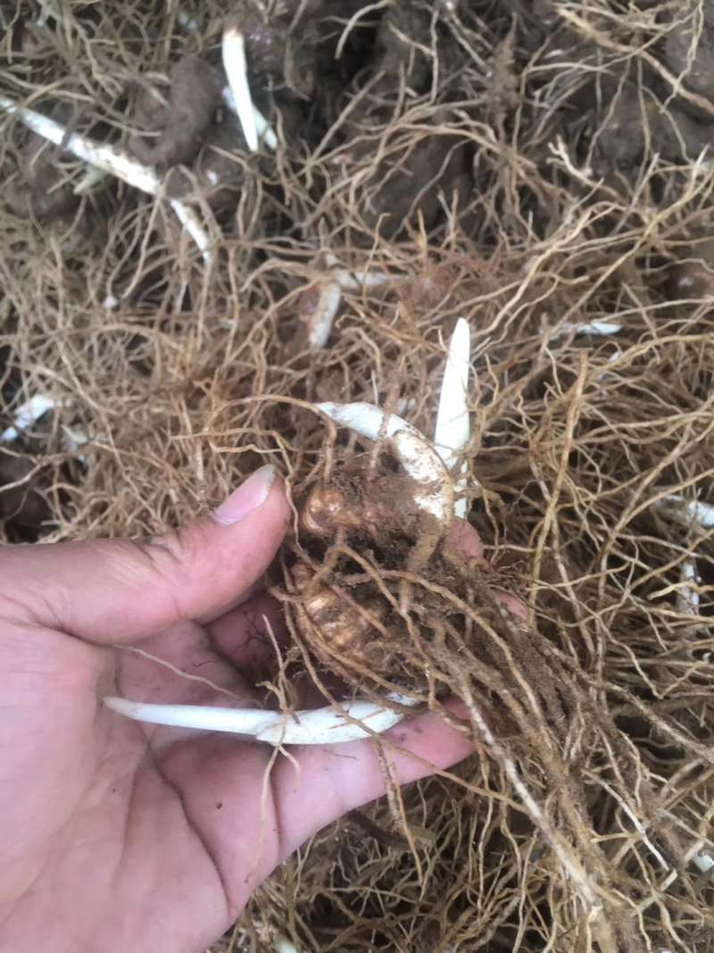 云南滇重楼茎三到五年苗块茎