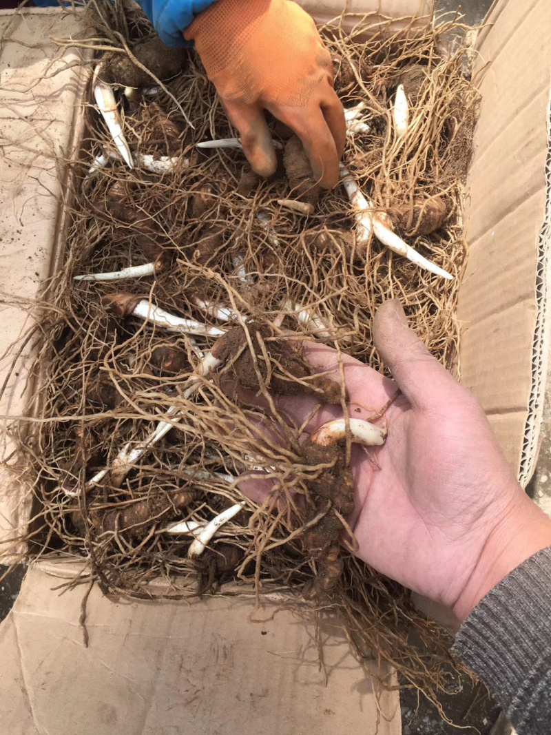 云南滇重楼茎三到五年苗块茎