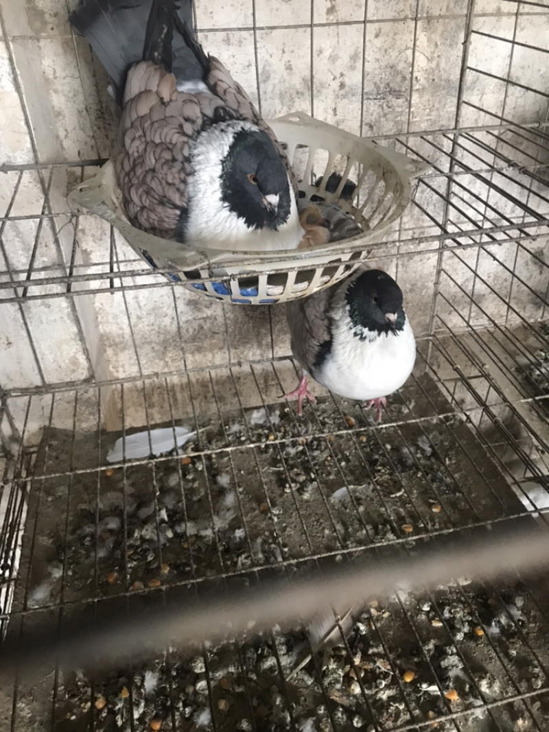 精品摩登那鸽种鸽青年鸽保证健康