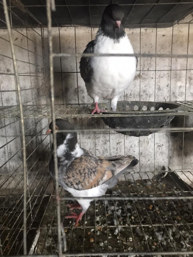 精品摩登那鸽种鸽青年鸽保证健康