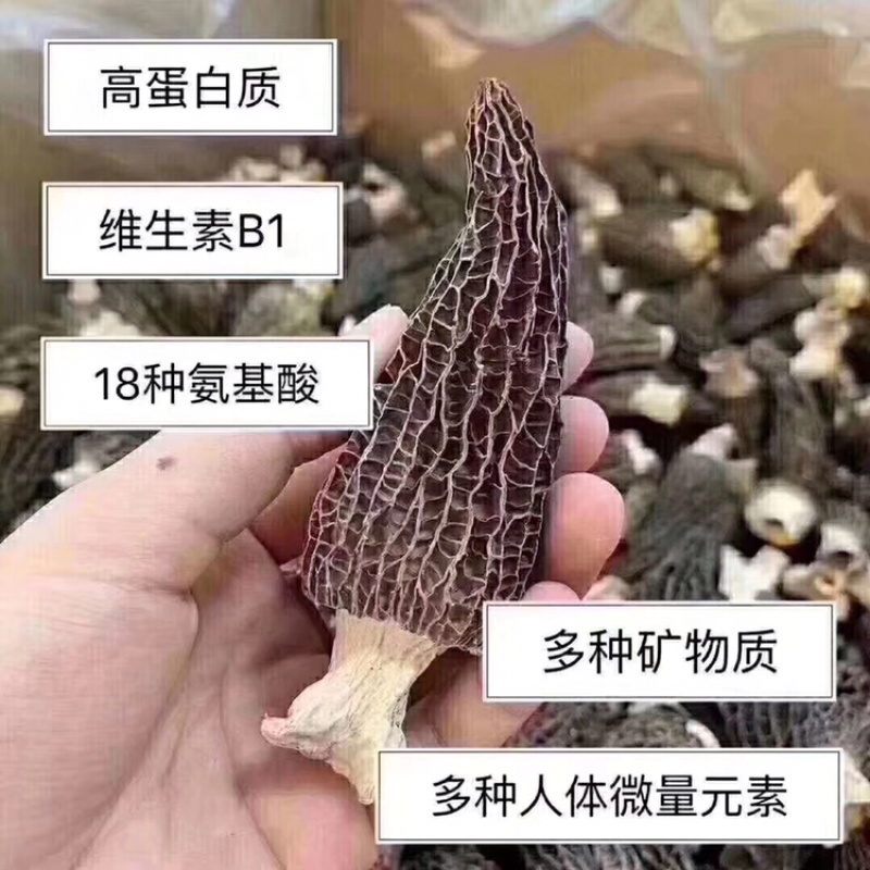 羊肚菌