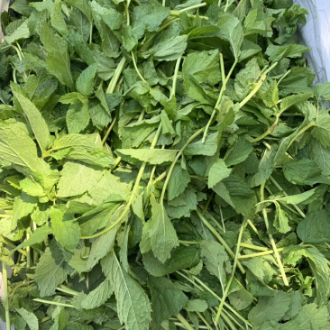 薄荷叶