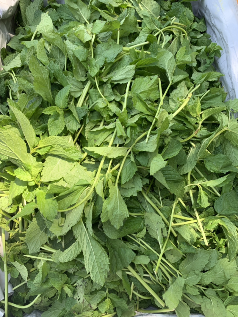 薄荷叶
