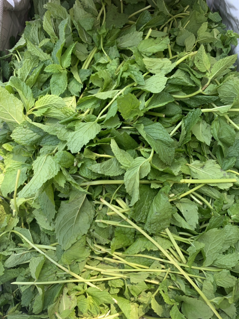 薄荷叶