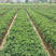 优质法兰地草莓苗基地直销结果率高优质好苗量大