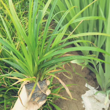 崂屿苔草基地直供质优价廉欢迎实地考察
