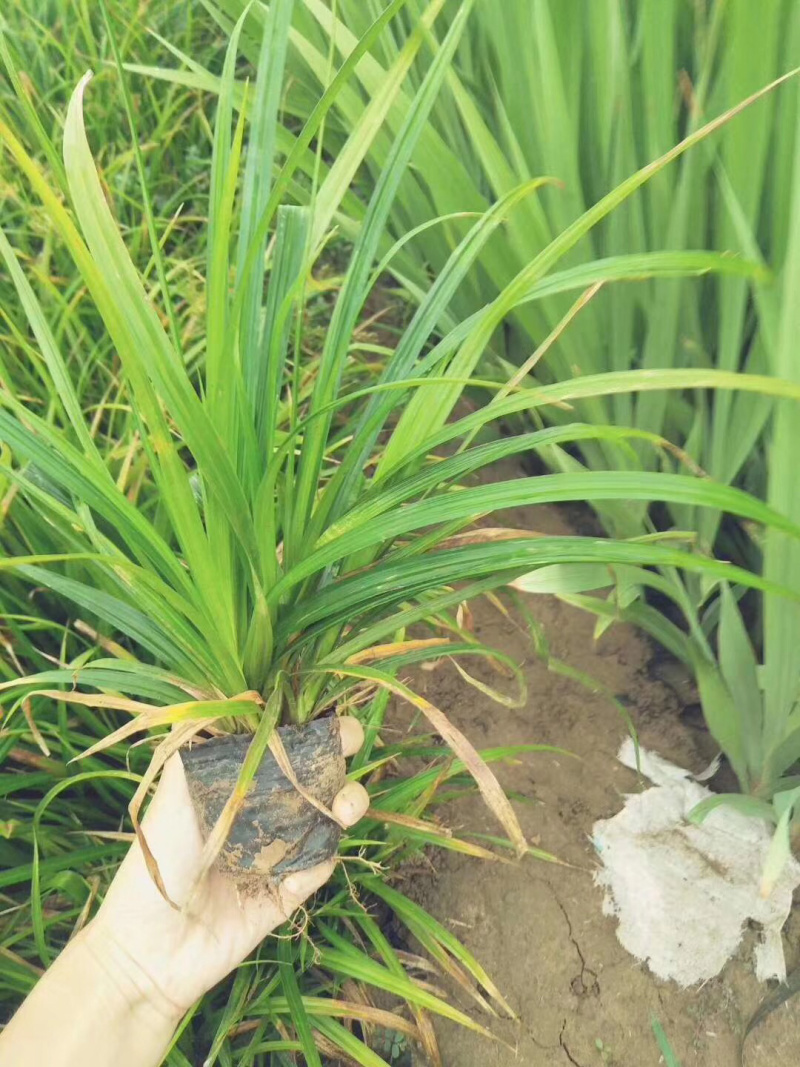 崂屿苔草基地直供质优价廉欢迎实地考察