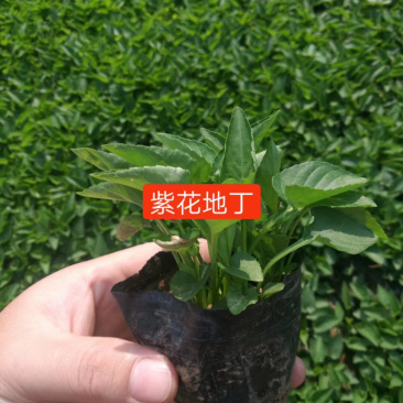 紫花地丁基地直供质优价廉欢迎实地考察
