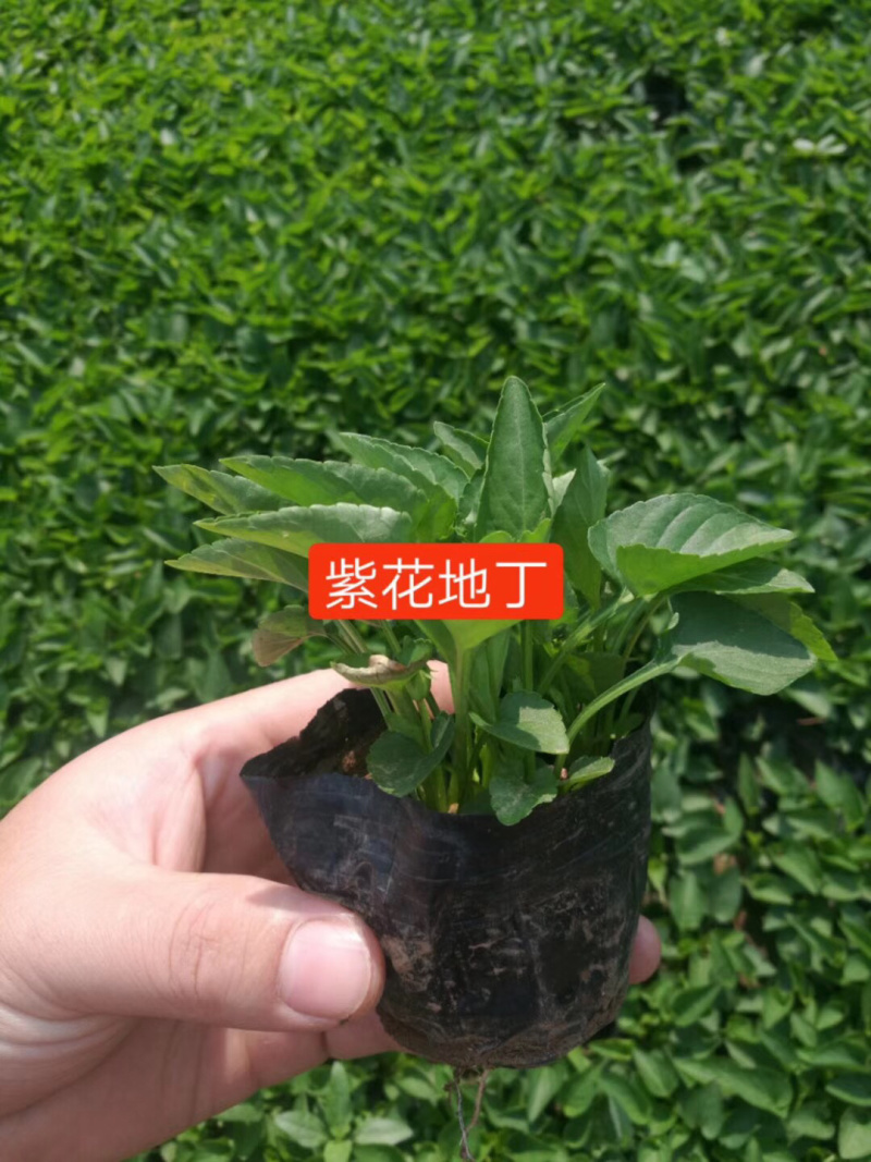 紫花地丁基地直供质优价廉欢迎实地考察